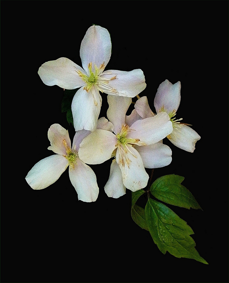 Clematis montana