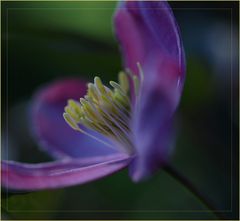 Clematis montana