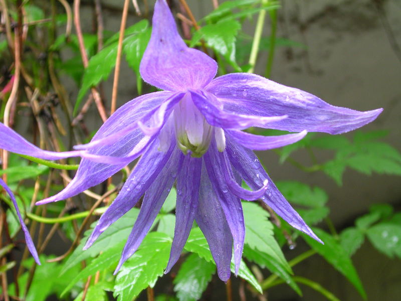 Clematis montana