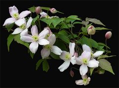 Clematis montana