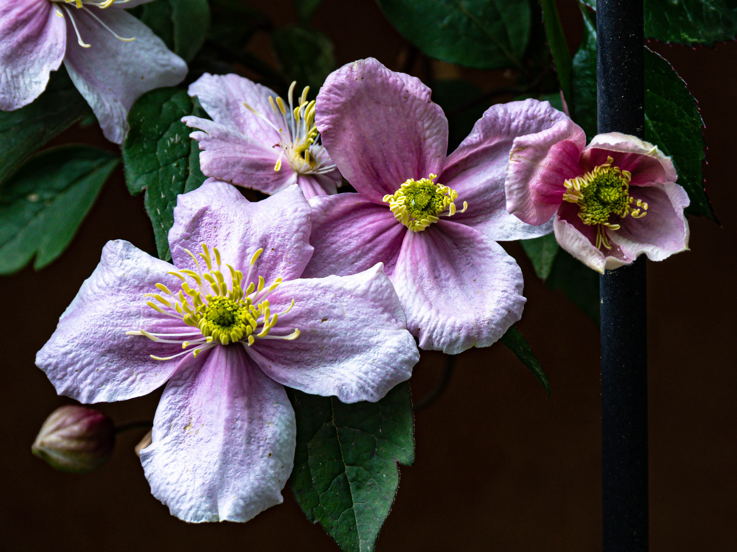 Clematis montana 