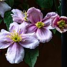 Clematis montana 