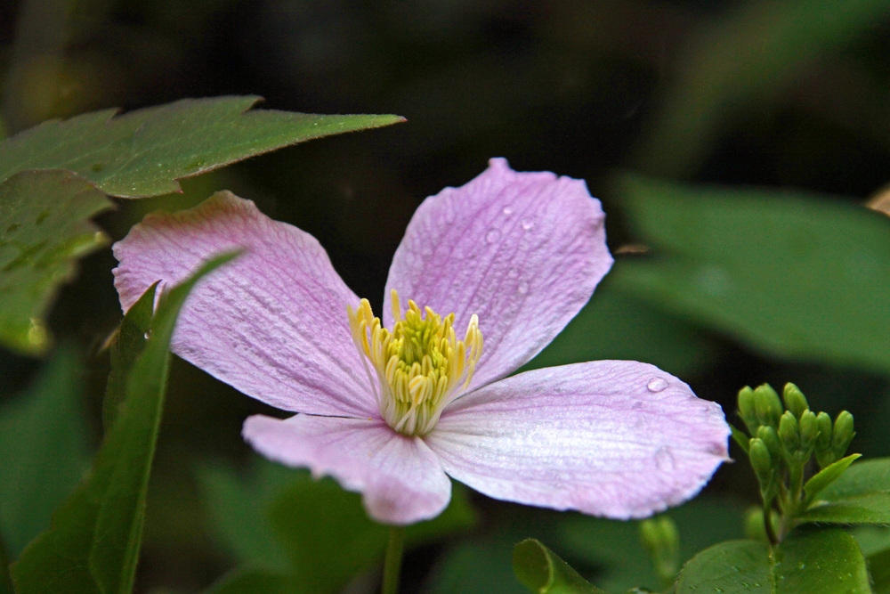 Clematis Montana