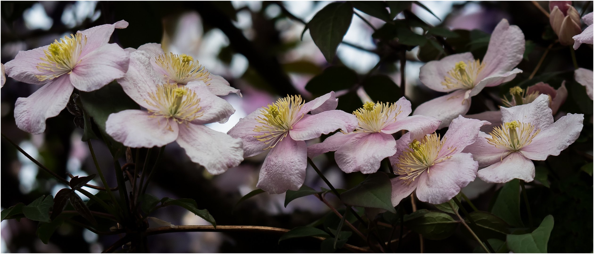 Clematis montana  .....