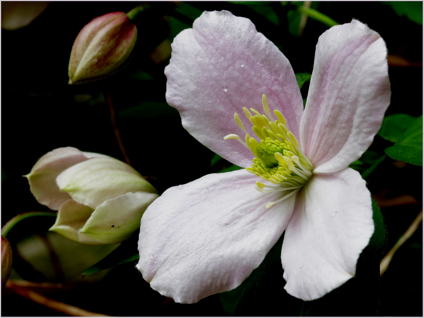 Clematis (montana)