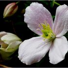 Clematis (montana)