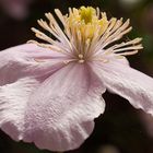 Clematis montana