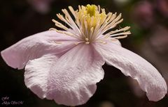 Clematis montana