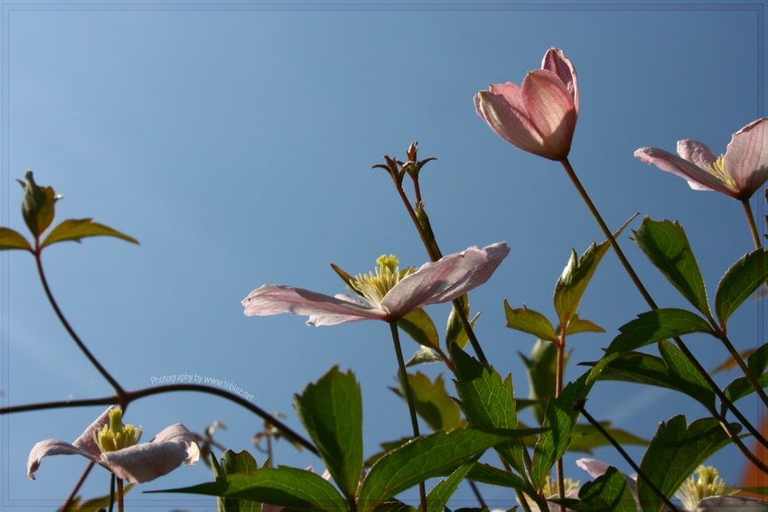 Clematis Montana