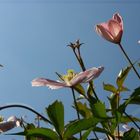 Clematis Montana