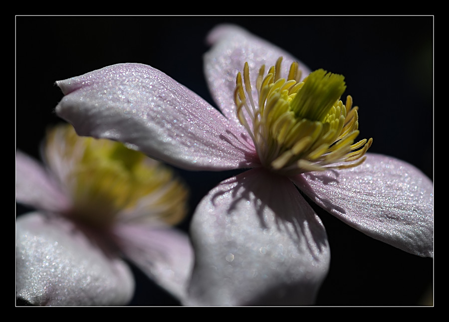 Clematis - Montana