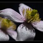 Clematis - Montana