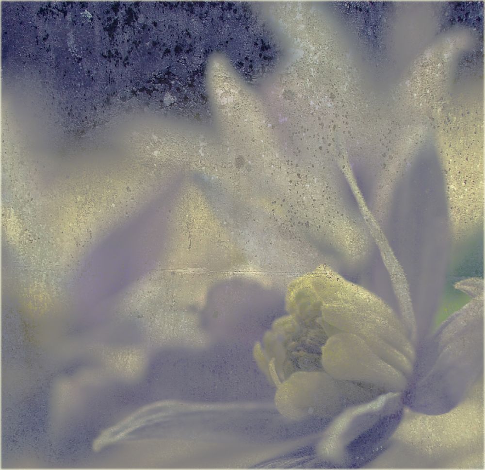 - clematis-montana II -