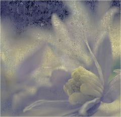 - clematis-montana II -