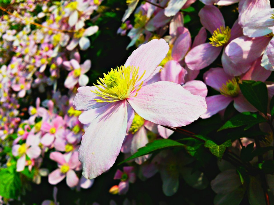 Clematis montana (rosa)