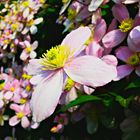 Clematis montana (rosa)