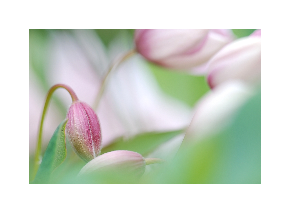 Clematis Montana Rubens