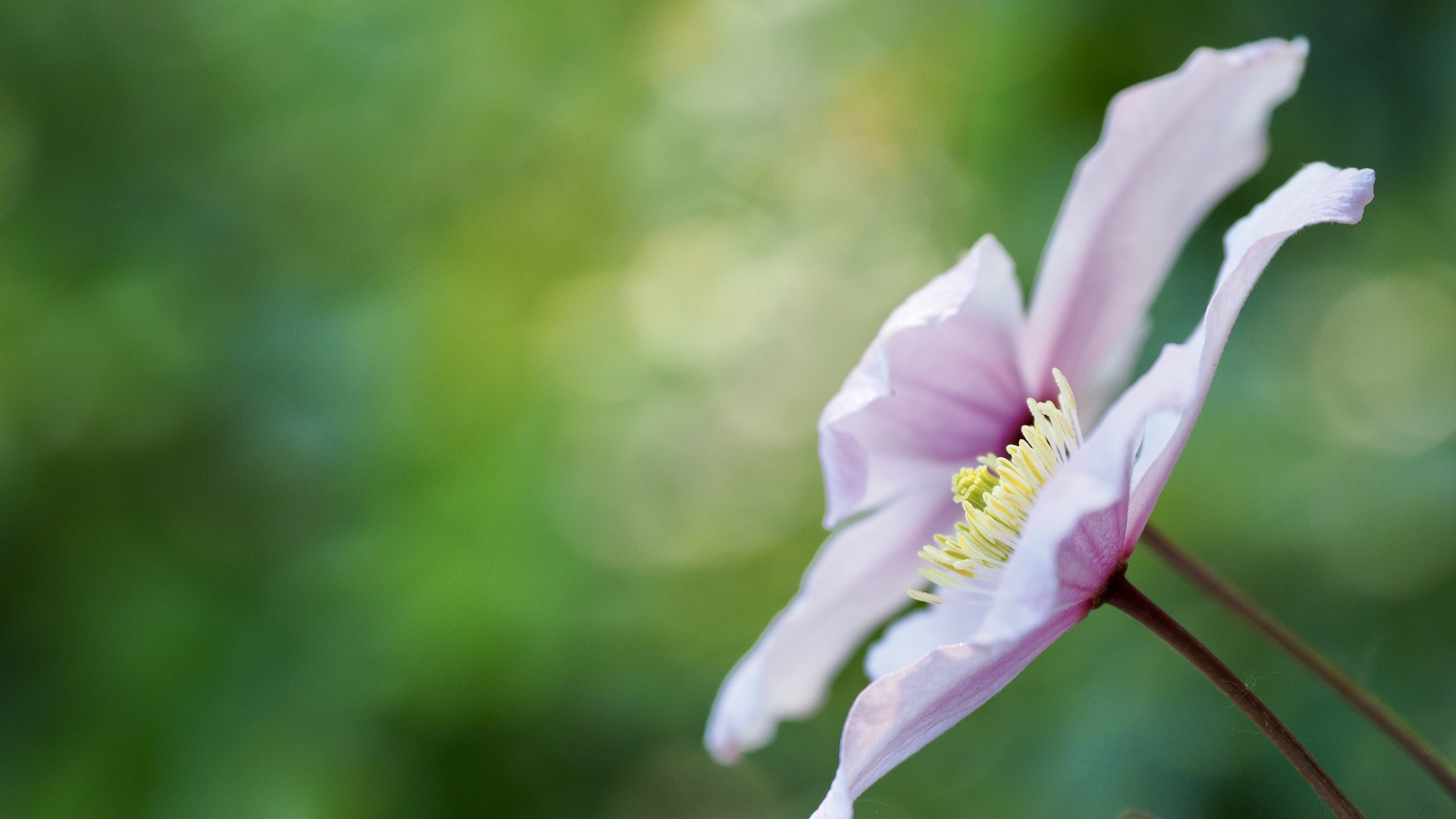 Clematis Montana Rubens