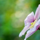 Clematis Montana Rubens