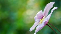 Clematis Montana Rubens