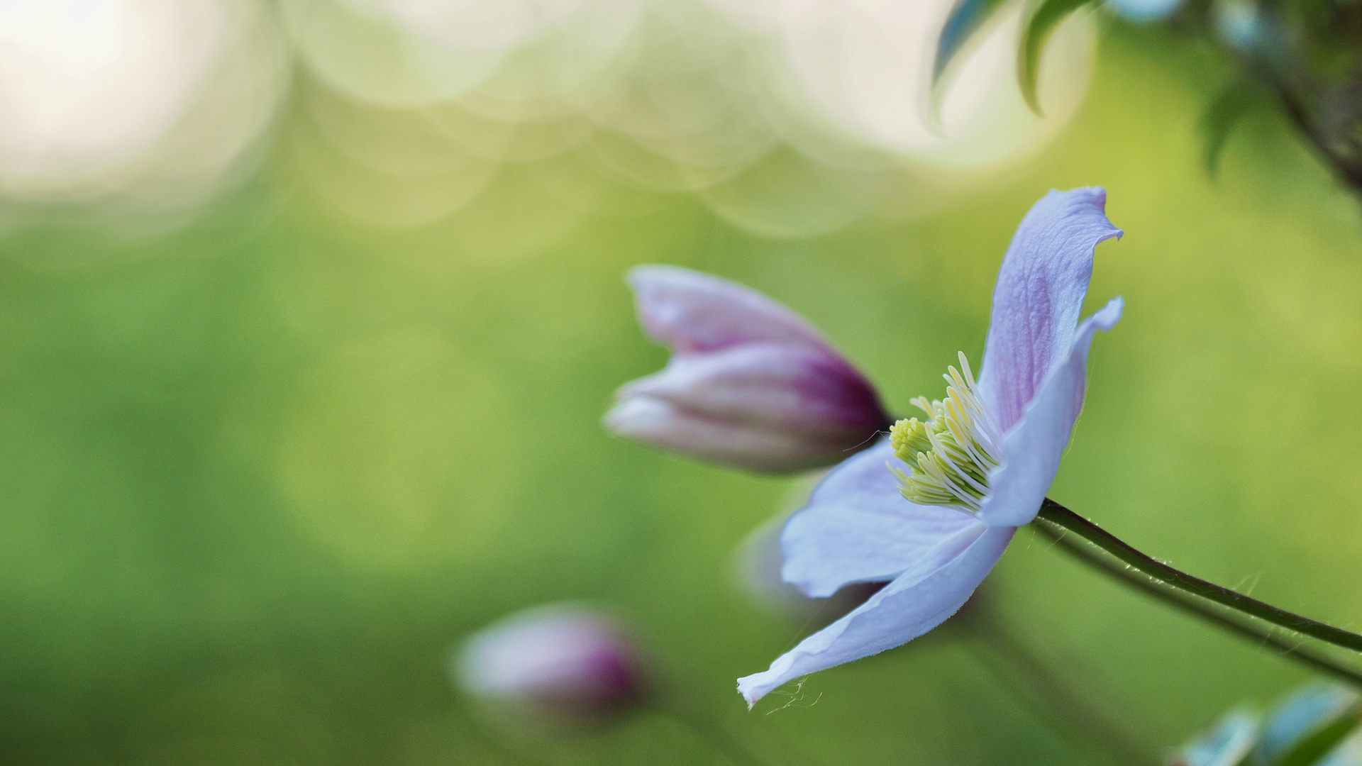 Clematis Montana Rubens II