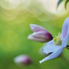 Clematis Montana Rubens II