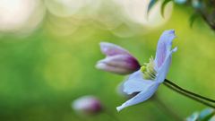 Clematis Montana Rubens II