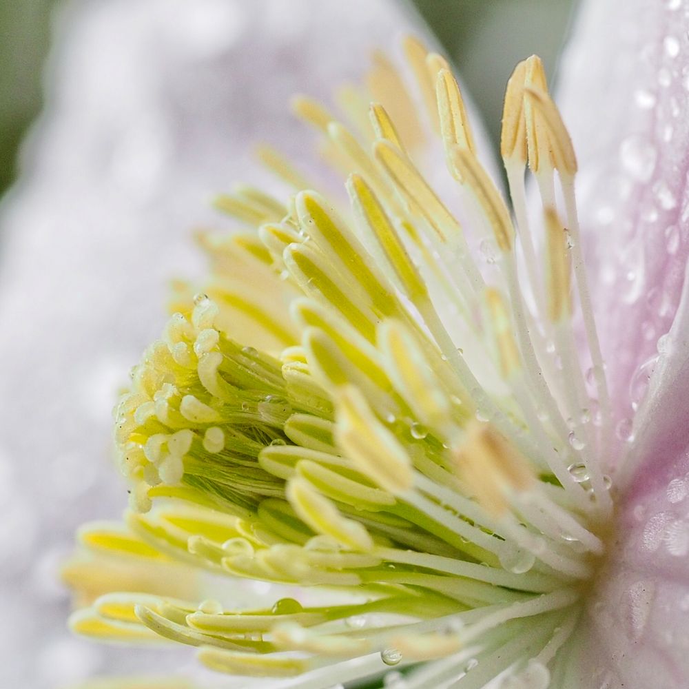 Clematis Montana Rubens III