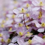 Clematis Montana Rubens IV