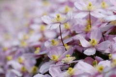 Clematis Montana Rubens IV