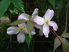 clematis montana2