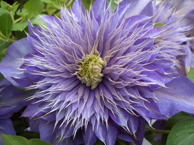 clematis-mrpresident