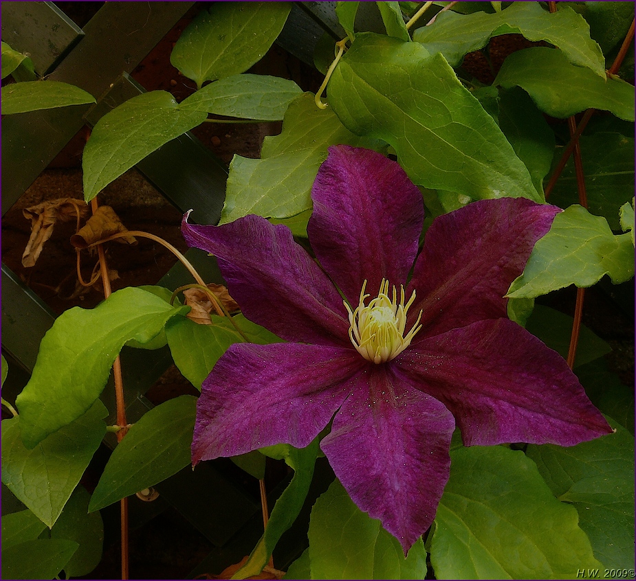 Clematis " Multi Blue "