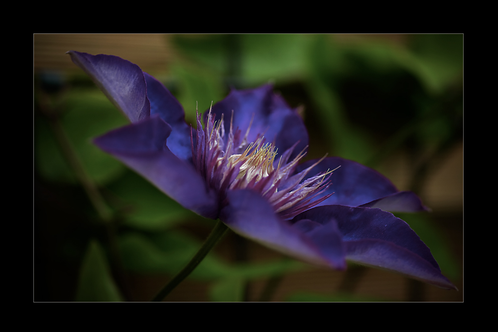 Clematis Multi Blue