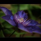 Clematis Multi Blue