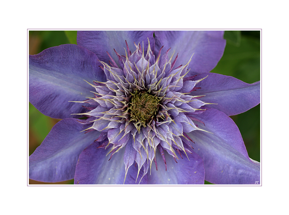 Clematis *Multi Blue*