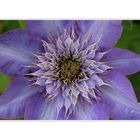 Clematis *Multi Blue*