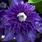 Clematis Multi Blue