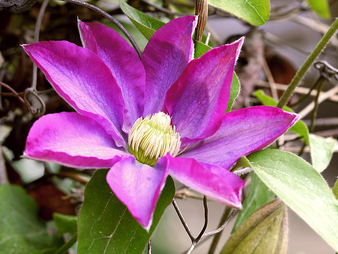 Clematis  Multi Blue