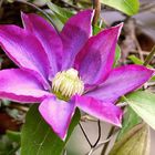 Clematis  Multi Blue