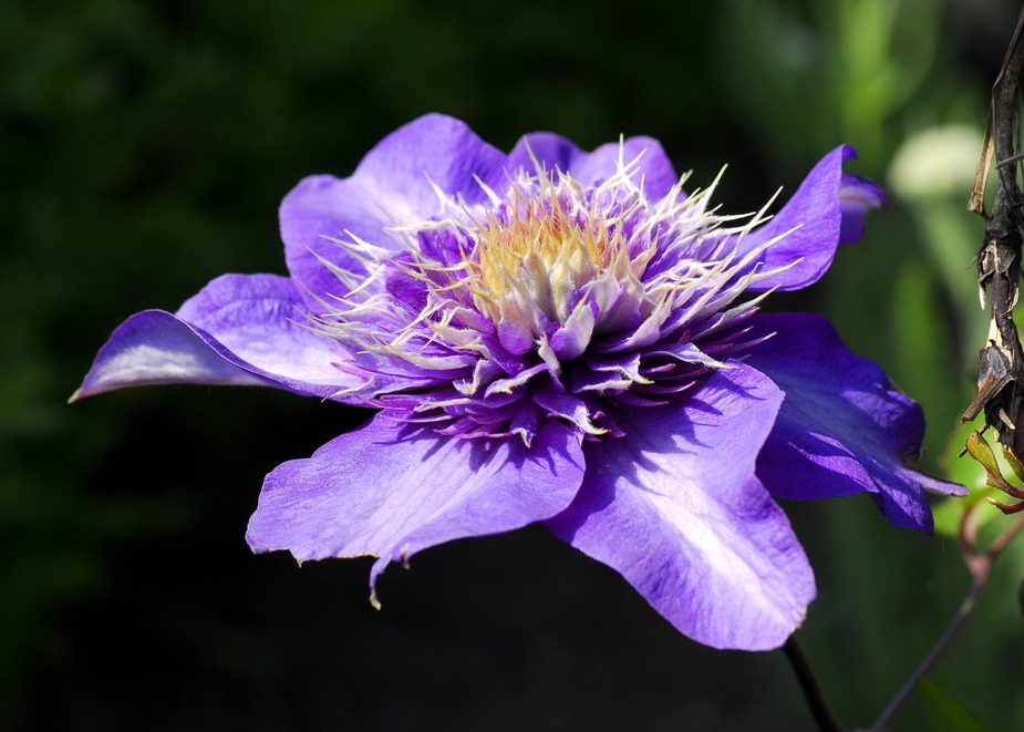 Clematis "Multiblue"