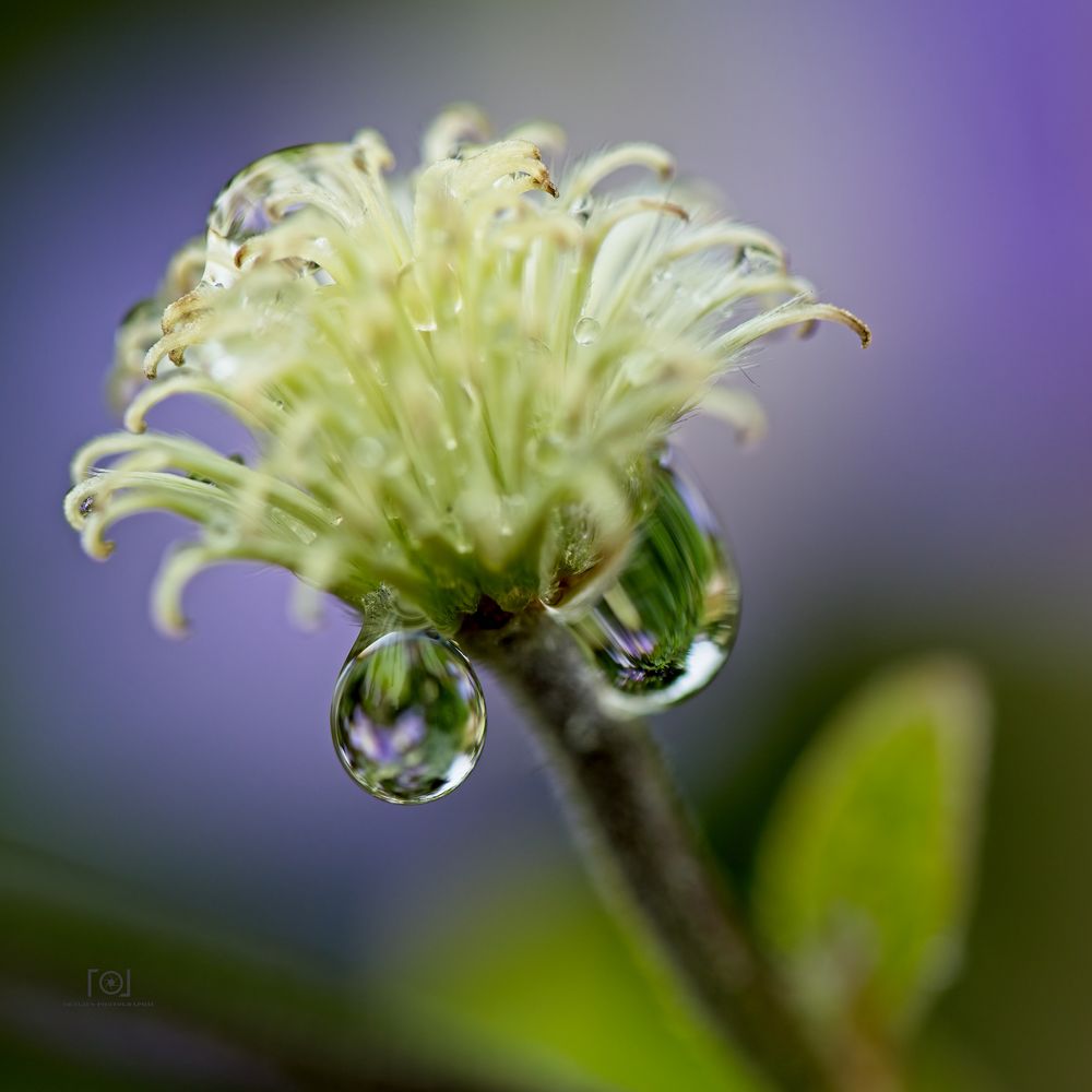 Clematis nach dem Regen