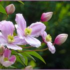 Clematis nach dem Regen