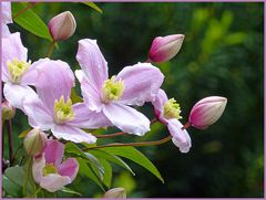 Clematis nach dem Regen