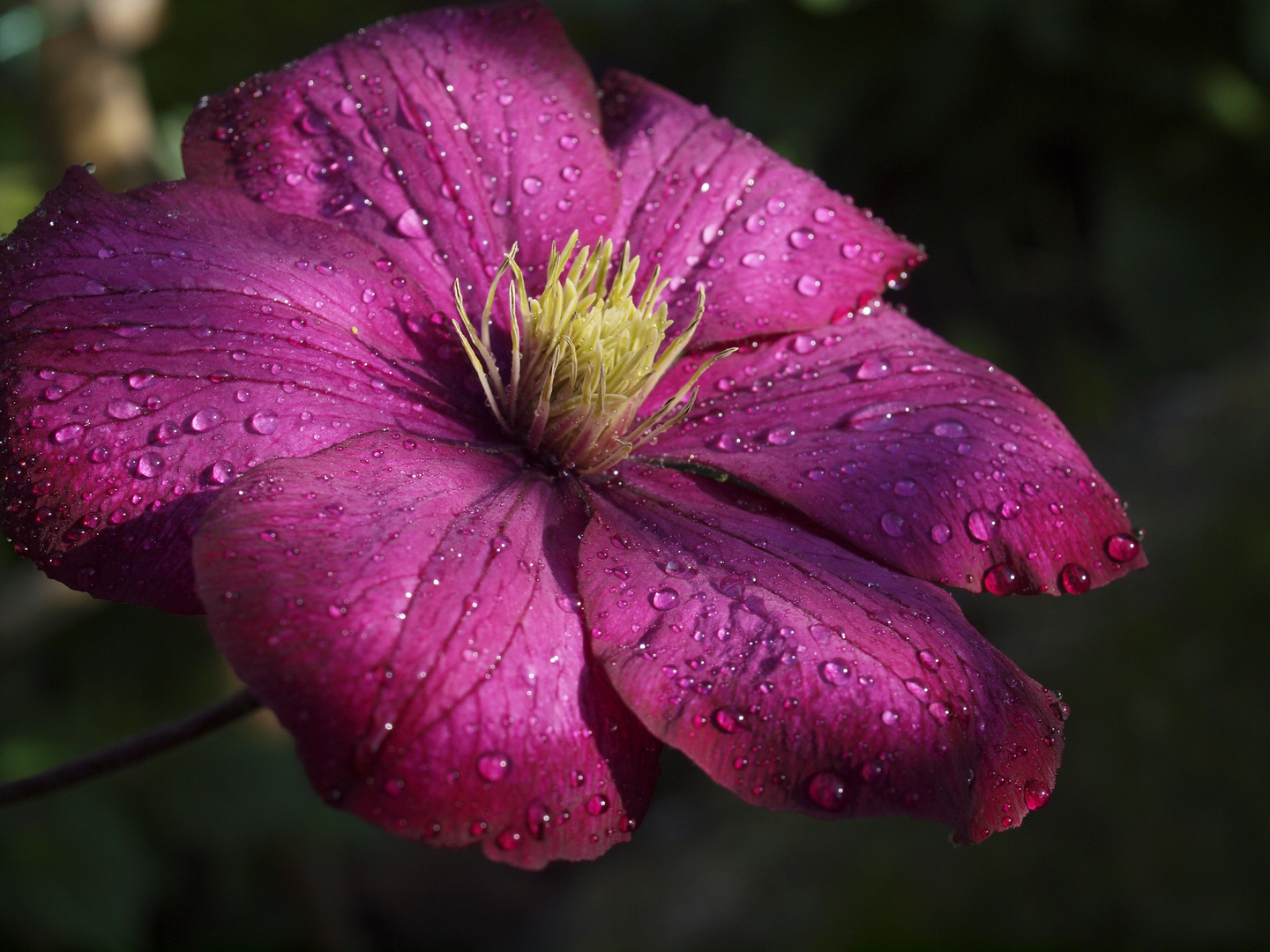 Clematis nach dem Regen