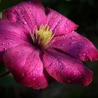 Clematis nach dem Regen