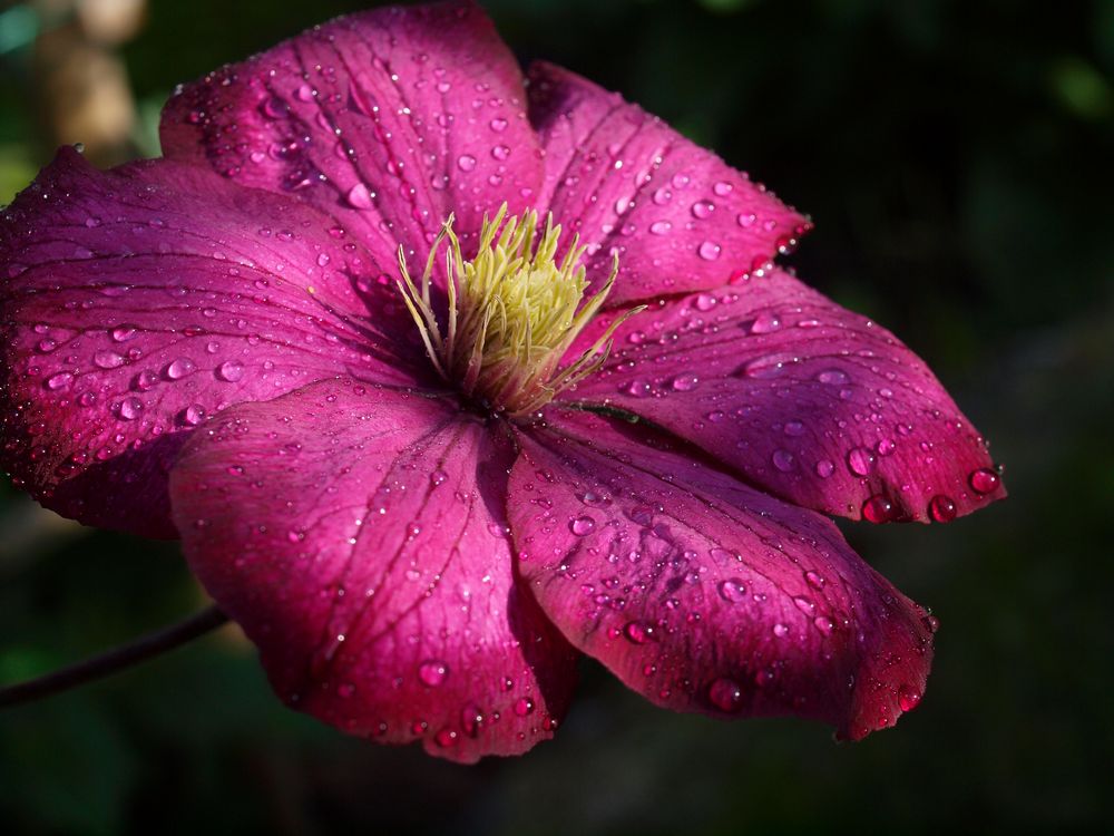 Clematis nach dem Regen