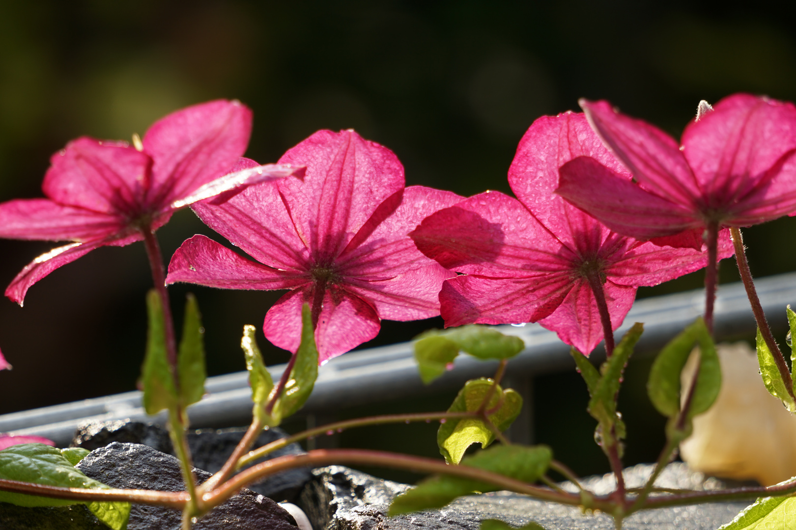 Clematis nach dem Regen