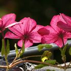 Clematis nach dem Regen