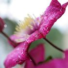 Clematis nach dem Regen